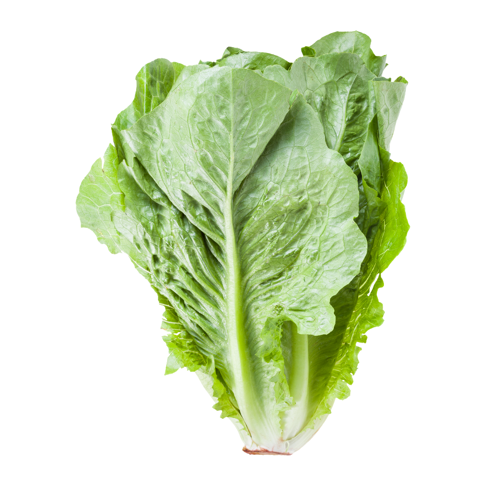 Romaine Lettuce - Hydroponically Grown With Live Roots, 125 - 200 g